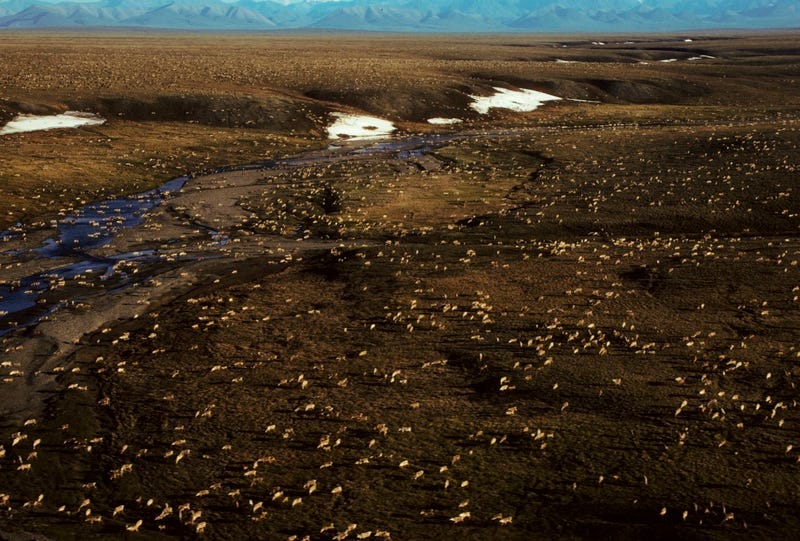 Arctic Refuge Drilling