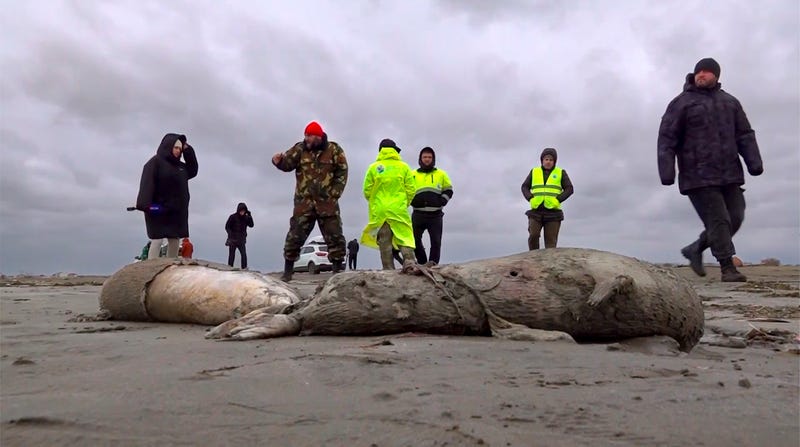 ADDITION Russia Dead Seals