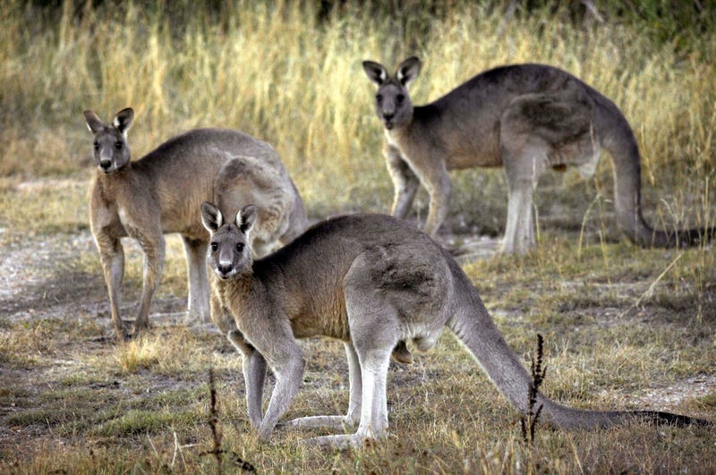 Kangaroo Products Ban Oregon