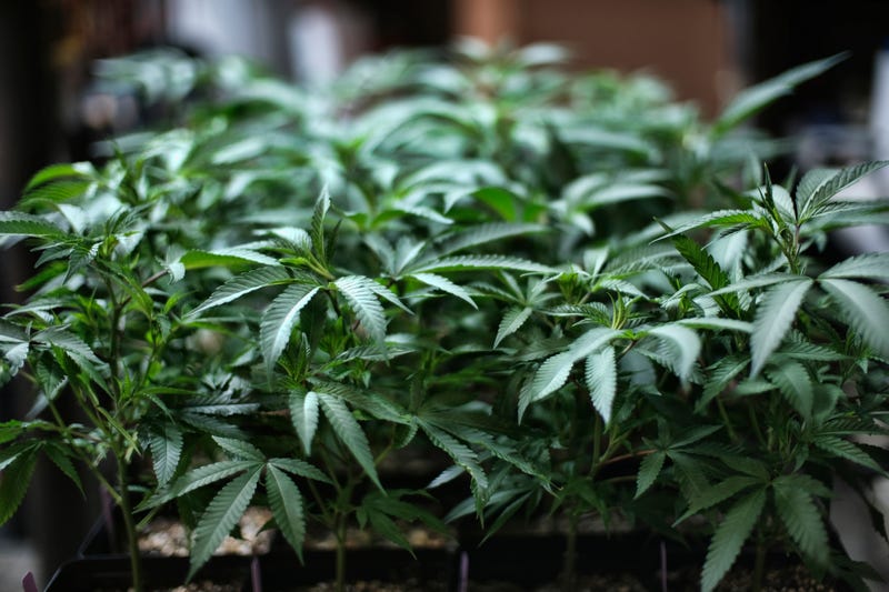 Off The Charts Cannabis Stocks
