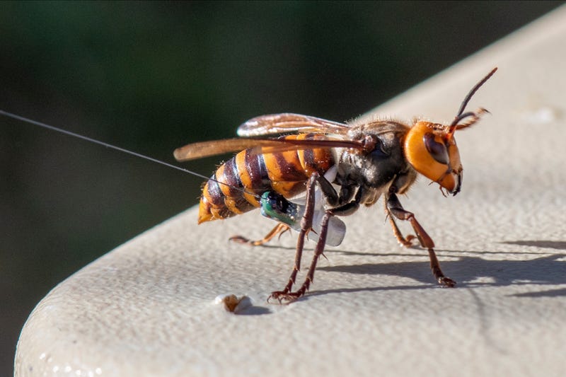 Murder Hornets Nest