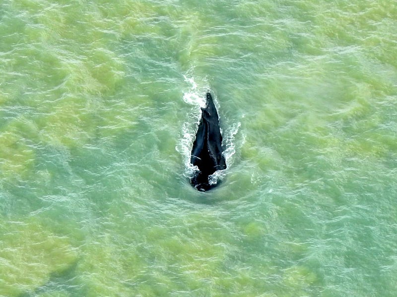 Australia Lost Whale