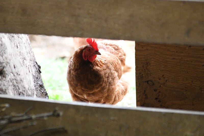 Avian Flu Conspiracy Theories