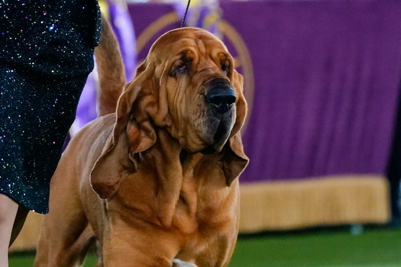 Westminster Dog Show