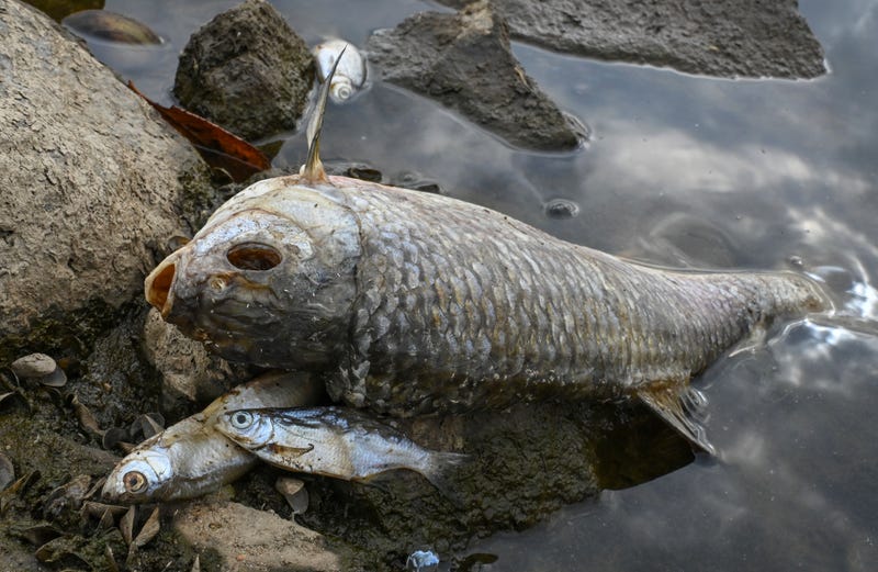 Poland Germany Polluted River