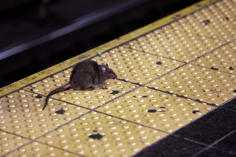 NY-RATAS