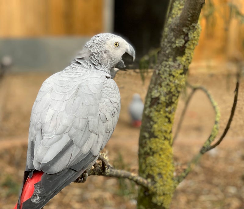 Britain Sweary Parrots
