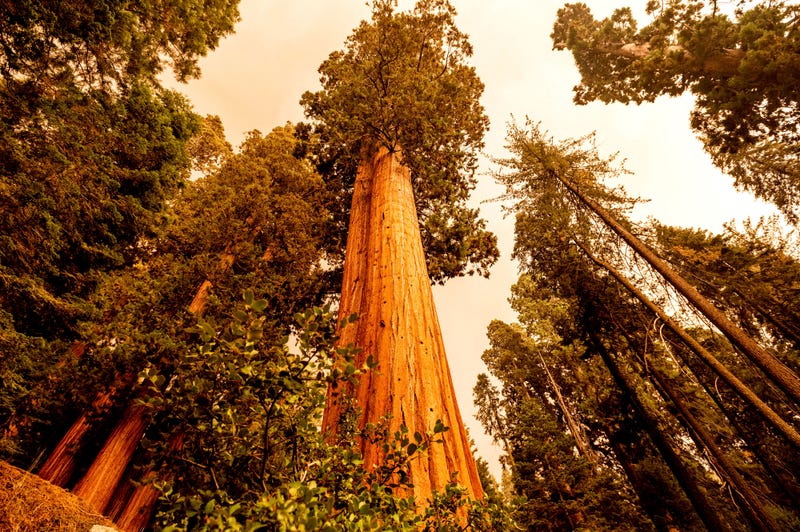 Western Wildfires