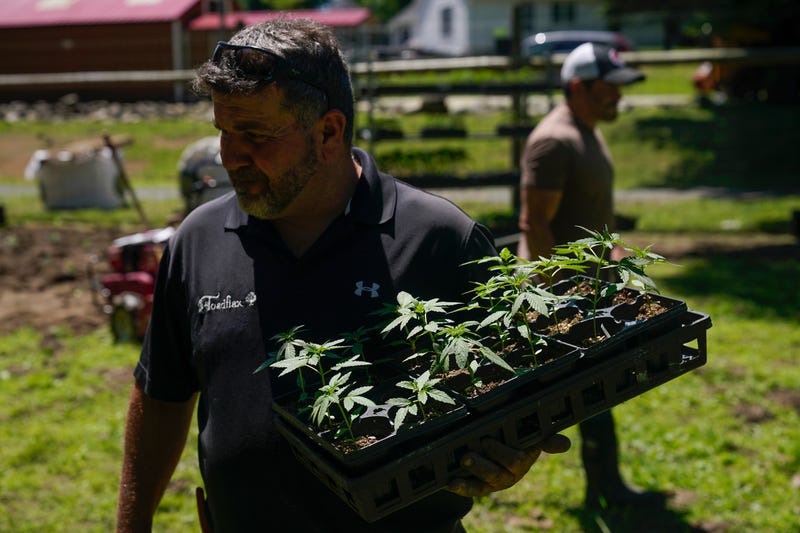 New York First Marijuana Crop