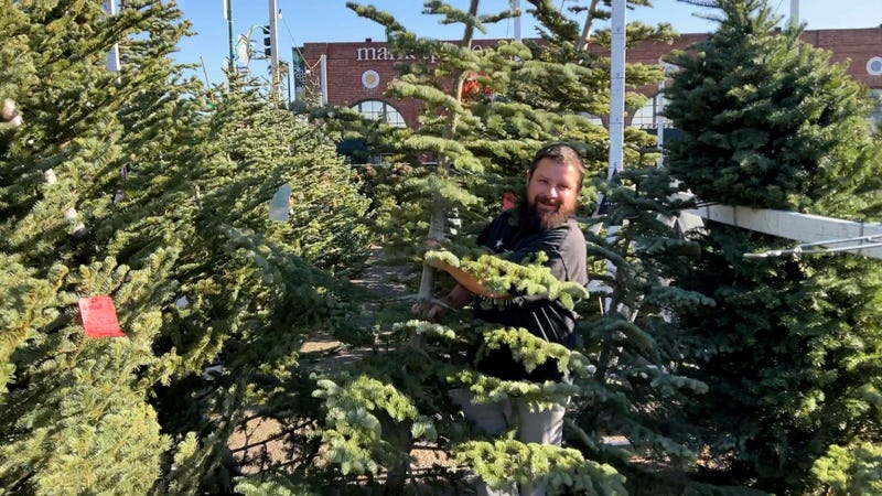 Christmas Tree Shortage