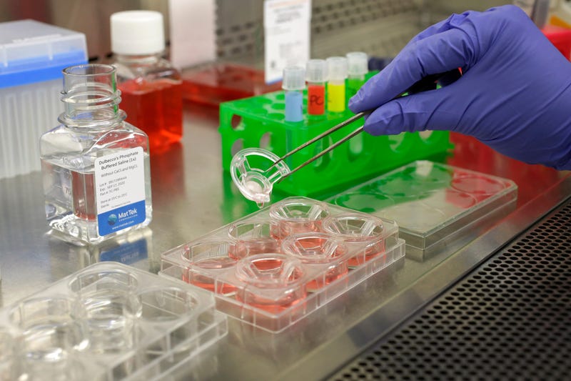 Scientist and study director Jennifer Molignano uses forceps to transfer living human skin tissue to plates with saline solution on Wednesday, Jan. 15, 2020.