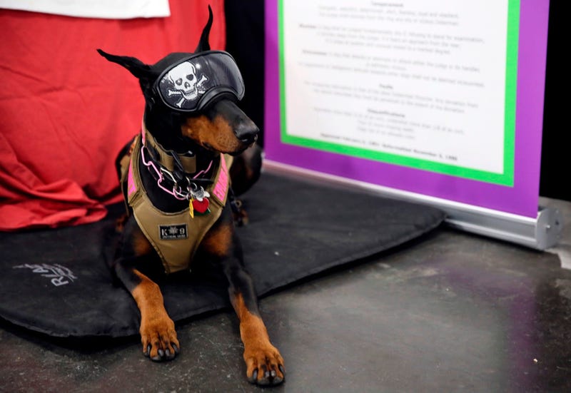 In this Saturday, Jan. 25, 2020 photo, Tabitha, a Doberman pinscher, who was initially a show dog but now is an explosives-sniffer, checking dignitaries’ private planes at New York City-area airports.