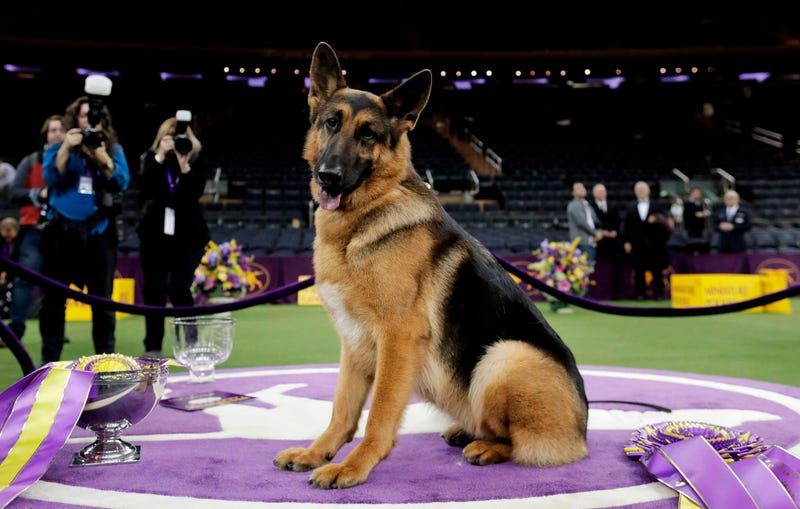 Named best in show at Westminster in 2017, Rumor counts among her puppies two PTSD service dogs that live with veterans.