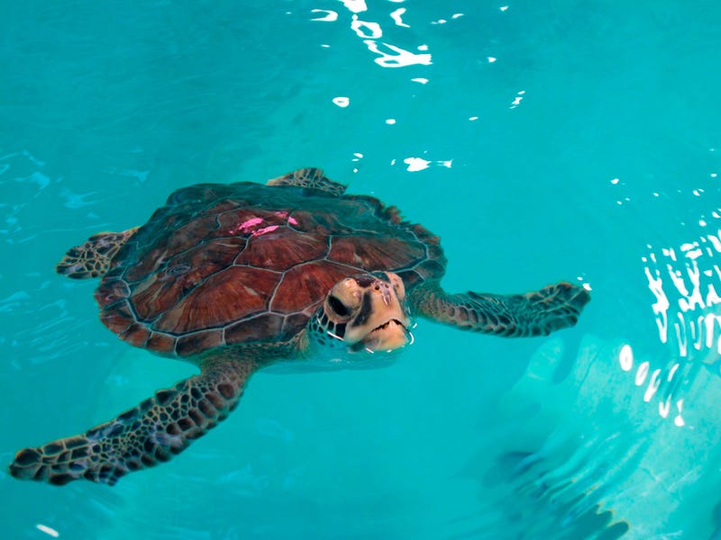 Bill Deerr, left, and Brandi Biehl, right, co-directors of the Sea Turtle Recovery hospital in West Orange, N.J. examine a turtle at their facility on Feb. 27, 2020.