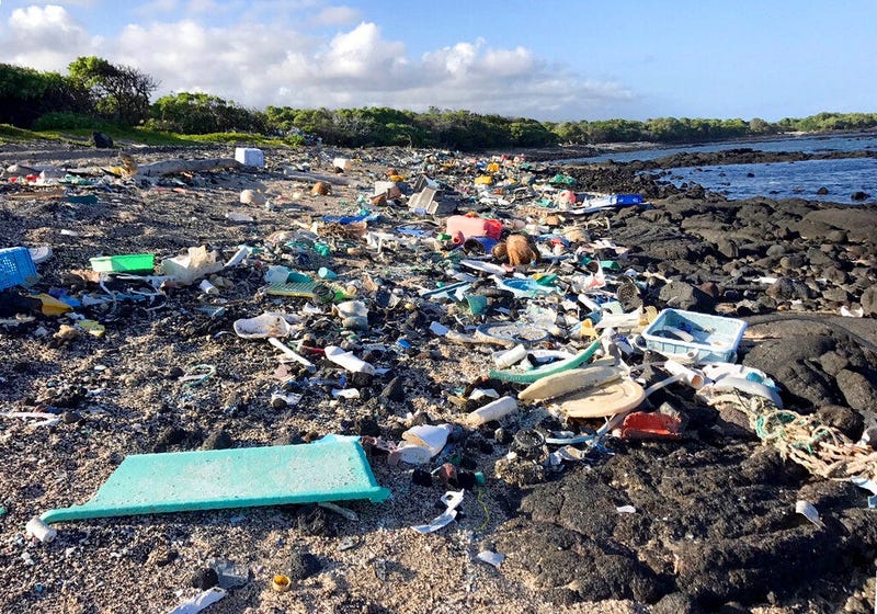 (Megan Lamson, Hawaii Wildlife Fund via AP)