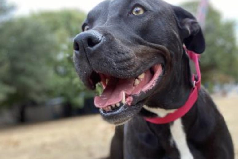 Aspen @ Austin Humane Society January 2021