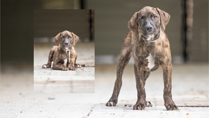 young brown dog