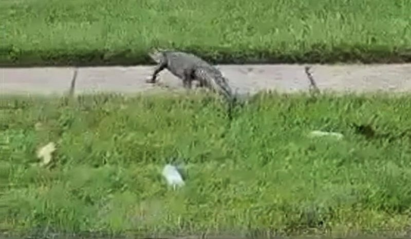 Alligator