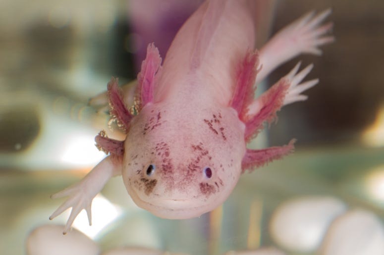 Axolotl