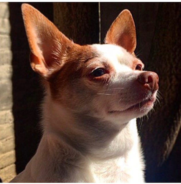 braxton, dog, dogs, chihuahua, pets