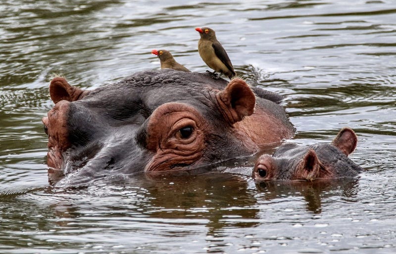 baby_hippo