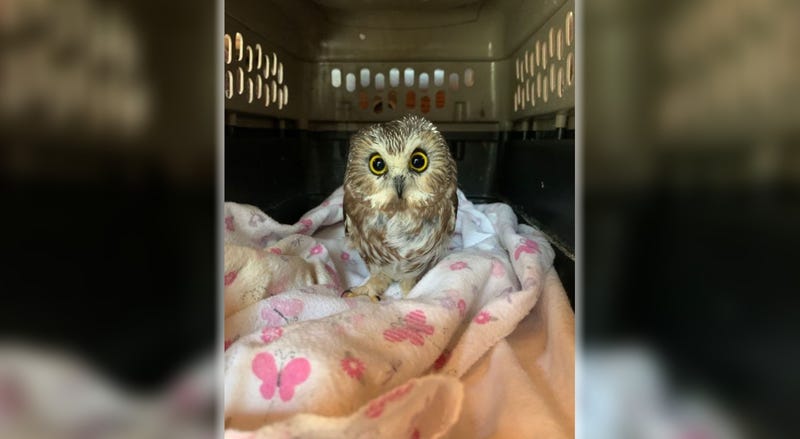 Rockefeller Owl