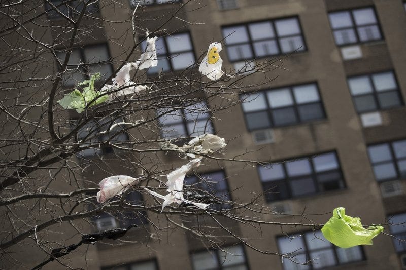 Plastic bags stuck in trees