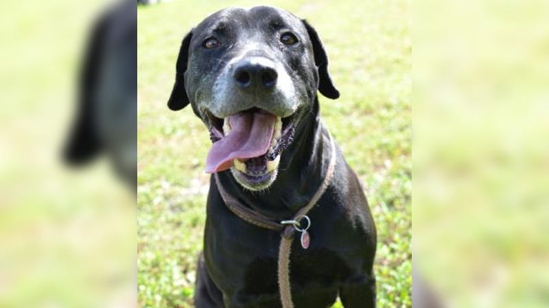 lab retreiver mix with silly face and tongue out