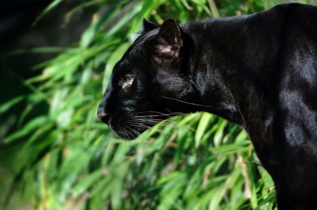 Florida man paid $150 for 'full contact experience' with leopard, gets mauled