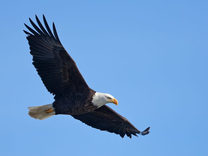 bald eagle