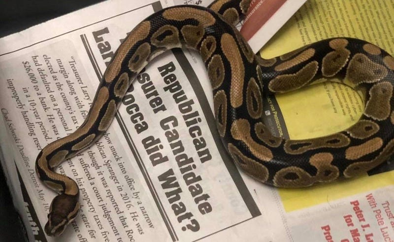 Ball Python