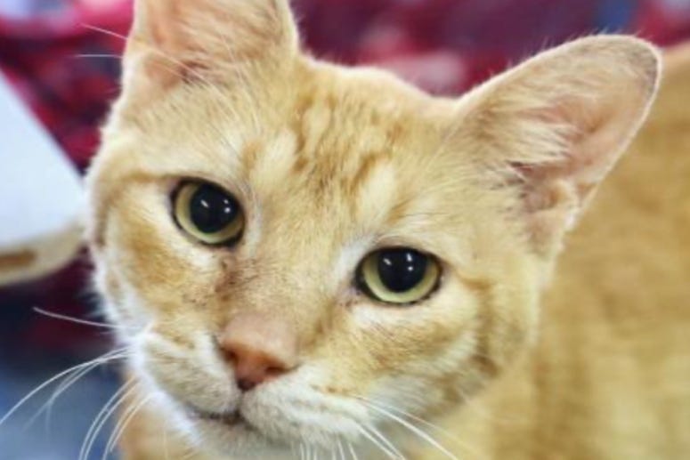 Banjo @ Austin Humane Society November 2020