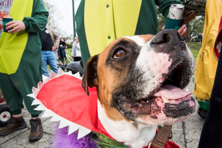 barkus