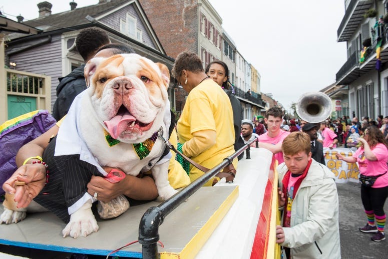 barkus