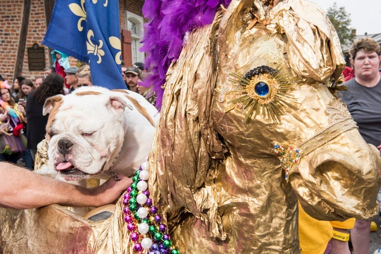 barkus