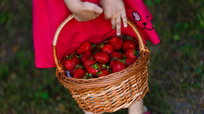 Child with a basket of berries