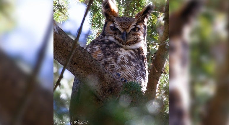 Great Horned Owl at West Laurel Hill Cemetery in the 2019 Great Backyard Bird Count.