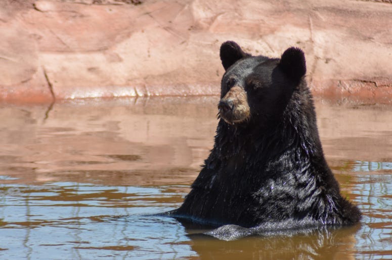 Bear