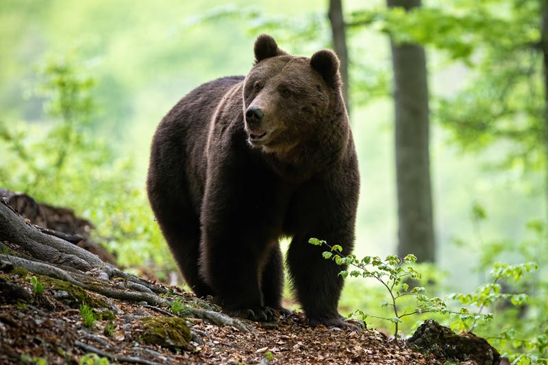bear