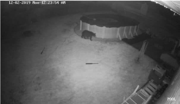 A black bear was spotted via surveillance footage from Springfield resident Joe DePaul.