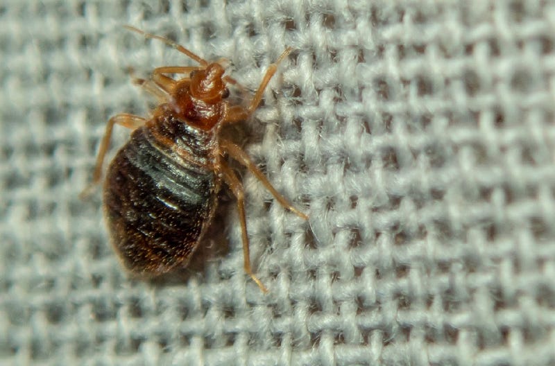 Woman sets car, herself on fire while trying to kill bedbugs