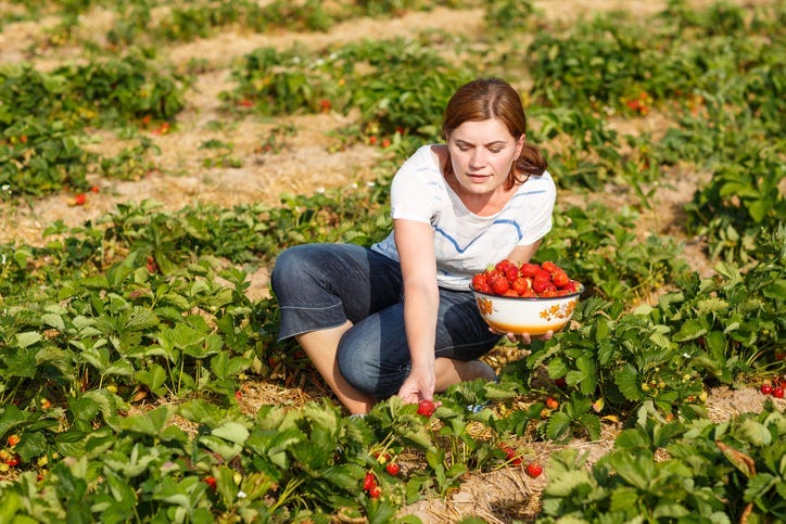 Picking berries