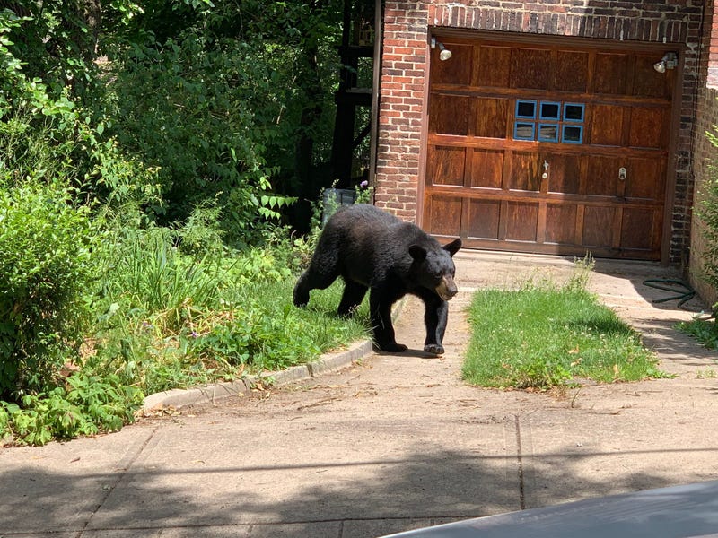 Black Bear in Highland Park