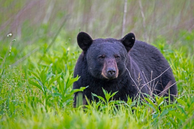 Black_Bear
