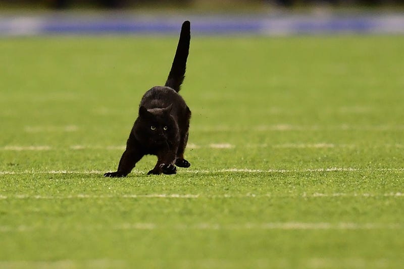 EAST RUTHERFORD, NEW JERSEY - NOVEMBER 04: A black cat runs on the field during the second quarter of the New York Giants and Dallas Cowboys game at MetLife Stadium on November 04, 2019 in East Rutherford, New Jersey.