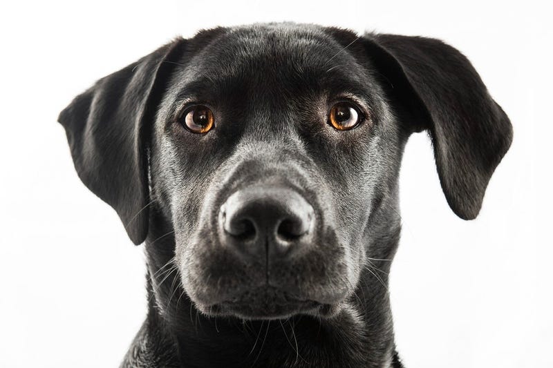 black_lab