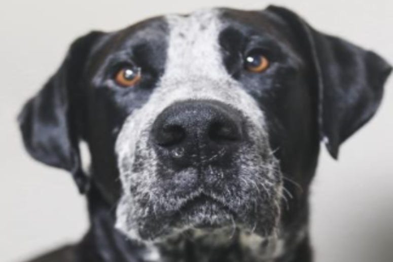 Blackjack @Austin Humane Society June 2020