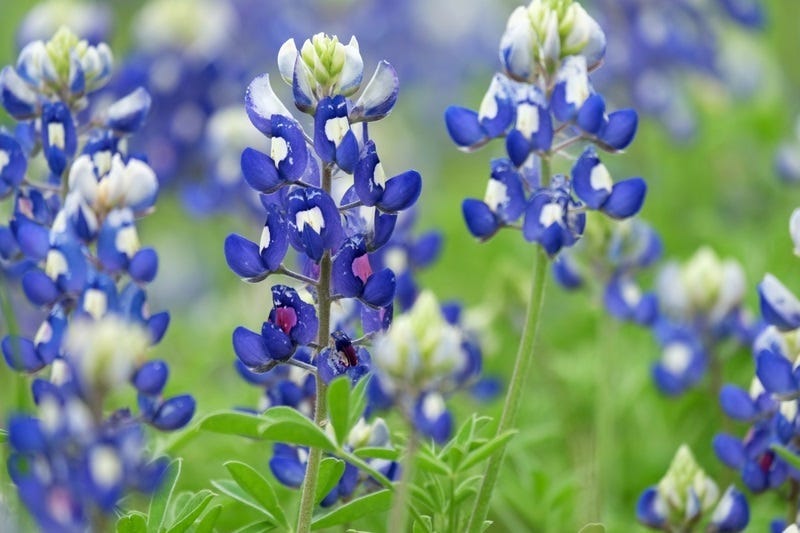 bluebonnets