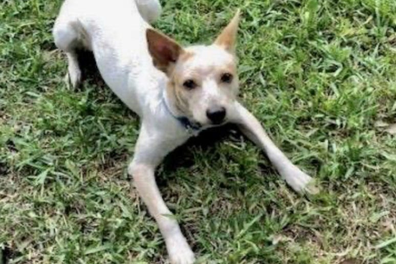Boomerang @ Austin Humane Society November 2020