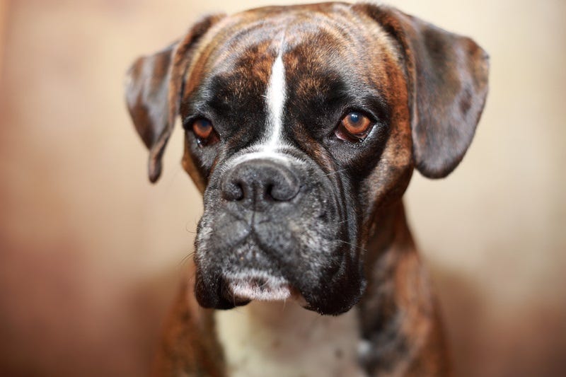 Bad Boxer Dog Shreds A Feather Pillow All Over The Entire House & Can't ...